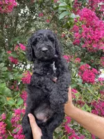 Sam, a male Goldendoodle for sale in Kissimmee, FL – 3 of 10