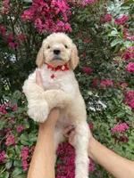 Mandy , a female Goldendoodle for sale in Kissimmee, FL – 4 of 7