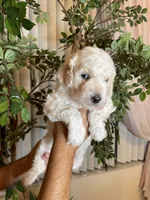 Daisy , a female Goldendoodle for sale in Kissimmee, FL – 5 of 7