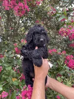 Rocco, a male Goldendoodle for sale in Kissimmee, FL – 4 of 8