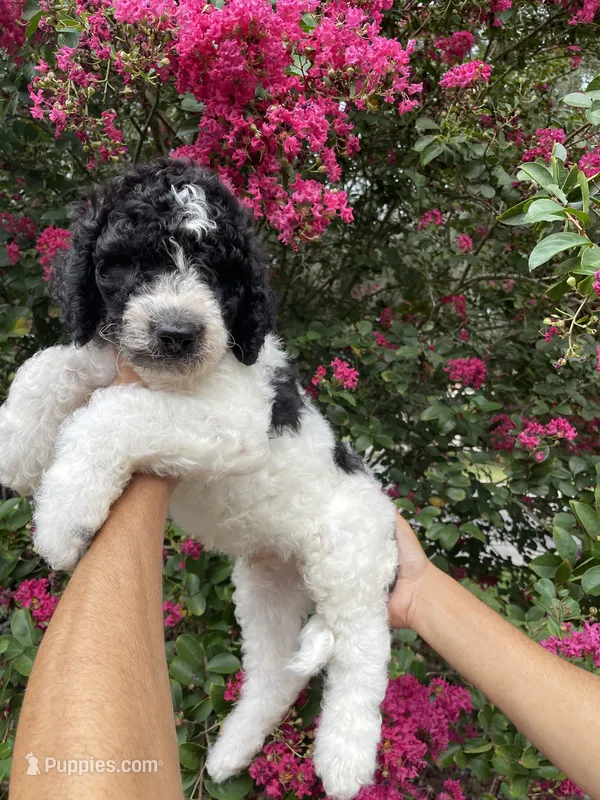 Rex – Goldendoodle puppy for sale in Kissimmee, FL
