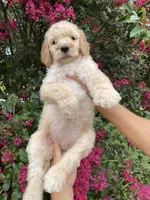 Mandy , a female Goldendoodle for sale in Kissimmee, FL – 5 of 7