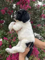 Buddy , a male Goldendoodle for sale in Kissimmee, FL – 7 of 8