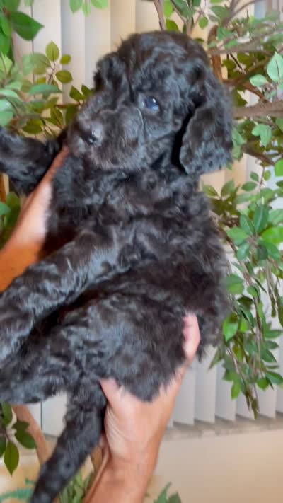 Samson , a male Goldendoodle for sale in Kissimmee, FL – 10 of 10