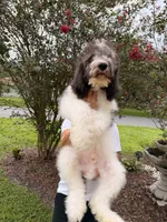 Champ , a male Goldendoodle for sale in Kissimmee, FL – 2 of 6