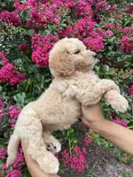 Sofie, a female Goldendoodle for sale in Kissimmee, FL – 4 of 8