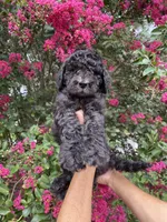 Bear, a male Goldendoodle for sale in Kissimmee, FL – 1 of 7