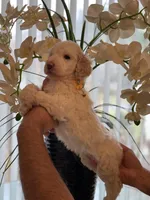 Sadie , a female Goldendoodle for sale in Kissimmee, FL – Photo 5 of 5