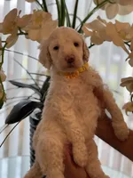 Sadie , a female Goldendoodle for sale in Kissimmee, FL – Photo 3 of 5