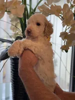 Sadie , a female Goldendoodle for sale in Kissimmee, FL – Photo 2 of 5