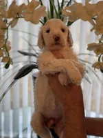 Sadie , a female Goldendoodle for sale in Kissimmee, FL – Photo 1 of 5