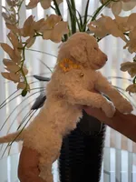 Sadie , a female Goldendoodle for sale in Kissimmee, FL – Photo 4 of 5