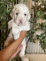 Charlie , a male Goldendoodle for sale in Kissimmee, FL – 4 of 8