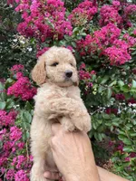Sofie, a female Goldendoodle for sale in Kissimmee, FL – 3 of 8