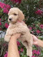 Sofie, a female Goldendoodle for sale in Kissimmee, FL – 5 of 8