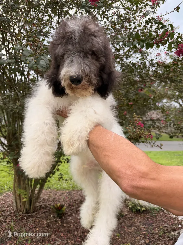 Champ  – Goldendoodle puppy for sale in Kissimmee, FL