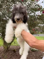 Champ , a male Goldendoodle for sale in Kissimmee, FL – 1 of 6