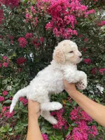 Daisy , a female Goldendoodle for sale in Kissimmee, FL – 6 of 10