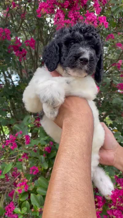 Oliver , a male Goldendoodle for sale in Kissimmee, FL – 9 of 9