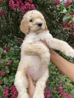 Mandy , a female Goldendoodle for sale in Kissimmee, FL – 6 of 7