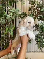 Daisy , a female Goldendoodle for sale in Kissimmee, FL – 4 of 7