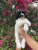 Buddy , a male Goldendoodle for sale in Kissimmee, FL – 3 of 8