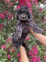 Bear, a male Goldendoodle for sale in Kissimmee, FL – 5 of 7