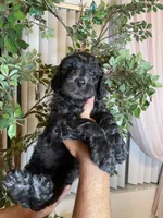 Samson , a male Goldendoodle for sale in Kissimmee, FL – 1 of 10