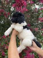 Oliver , a male Goldendoodle for sale in Kissimmee, FL – 2 of 9