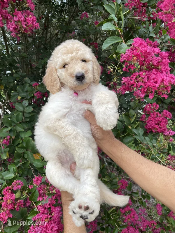 Lily – Goldendoodle puppy for sale in Kissimmee, FL