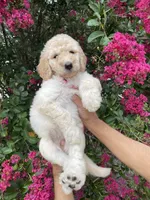Lily, a female Goldendoodle for sale in Kissimmee, FL – 1 of 8