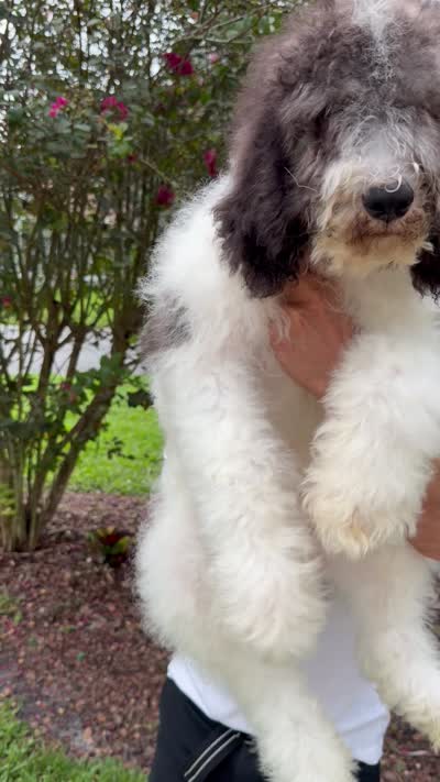 Champ , a male Goldendoodle for sale in Kissimmee, FL – 6 of 6