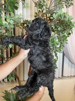 Samson , a male Goldendoodle for sale in Kissimmee, FL – 6 of 10