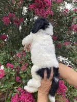 Buddy , a male Goldendoodle for sale in Kissimmee, FL – 2 of 8