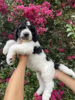 Rex, a male Goldendoodle for sale in Kissimmee, FL – 6 of 8