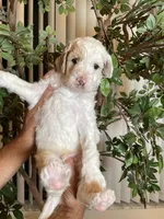 Charlie , a male Goldendoodle for sale in Kissimmee, FL – 7 of 8