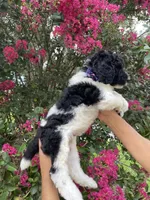 Oliver , a male Goldendoodle for sale in Kissimmee, FL – 8 of 9