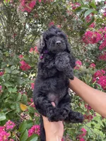 Rocco, a male Goldendoodle for sale in Kissimmee, FL – 6 of 8