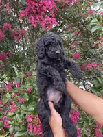 Sam, a male Goldendoodle for sale in Kissimmee, FL – 4 of 10