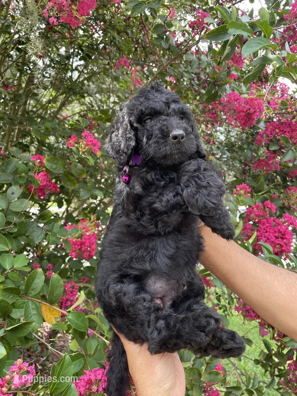 Rocco – Goldendoodle puppy for sale in Kissimmee, FL
