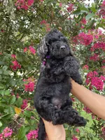 Rocco, a male Goldendoodle for sale in Kissimmee, FL – 1 of 8