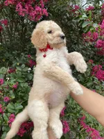 Mandy , a female Goldendoodle for sale in Kissimmee, FL – 2 of 7