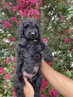 Sam, a male Goldendoodle for sale in Kissimmee, FL – 6 of 10
