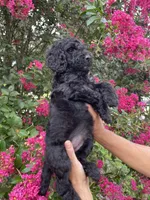 Sam, a male Goldendoodle for sale in Kissimmee, FL – 8 of 10