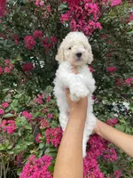 Daisy , a female Goldendoodle for sale in Kissimmee, FL – 7 of 10
