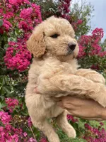 Sofie, a female Goldendoodle for sale in Kissimmee, FL – 2 of 8