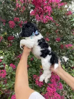 Max, a male Goldendoodle for sale in Kissimmee, FL – 2 of 6