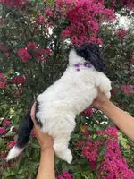 Buddy , a male Goldendoodle for sale in Kissimmee, FL – 5 of 8