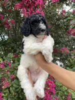 Max, a male Goldendoodle for sale in Kissimmee, FL – 5 of 6