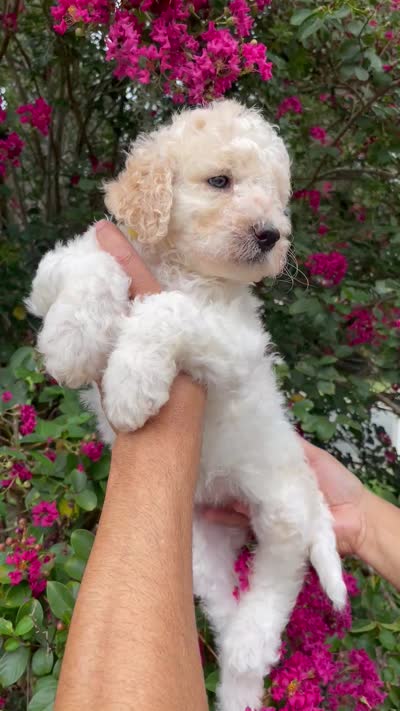 Daisy , a female Goldendoodle for sale in Kissimmee, FL – 10 of 10
